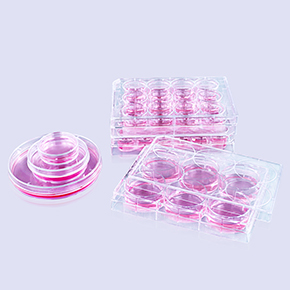 多聚-D-賴氨酸包被表面產品
