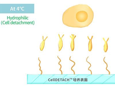 4℃時，溫敏聚合物涂層為高分子伸直狀態，表現為親水性，利于貼壁細胞的脫落