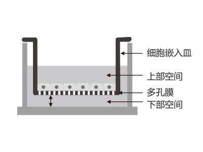 懸掛式設計，嵌入皿移細胞嵌入皿移動時單層細胞不受影響上部空間 ，還能防止培養液通過中毛細作用流失